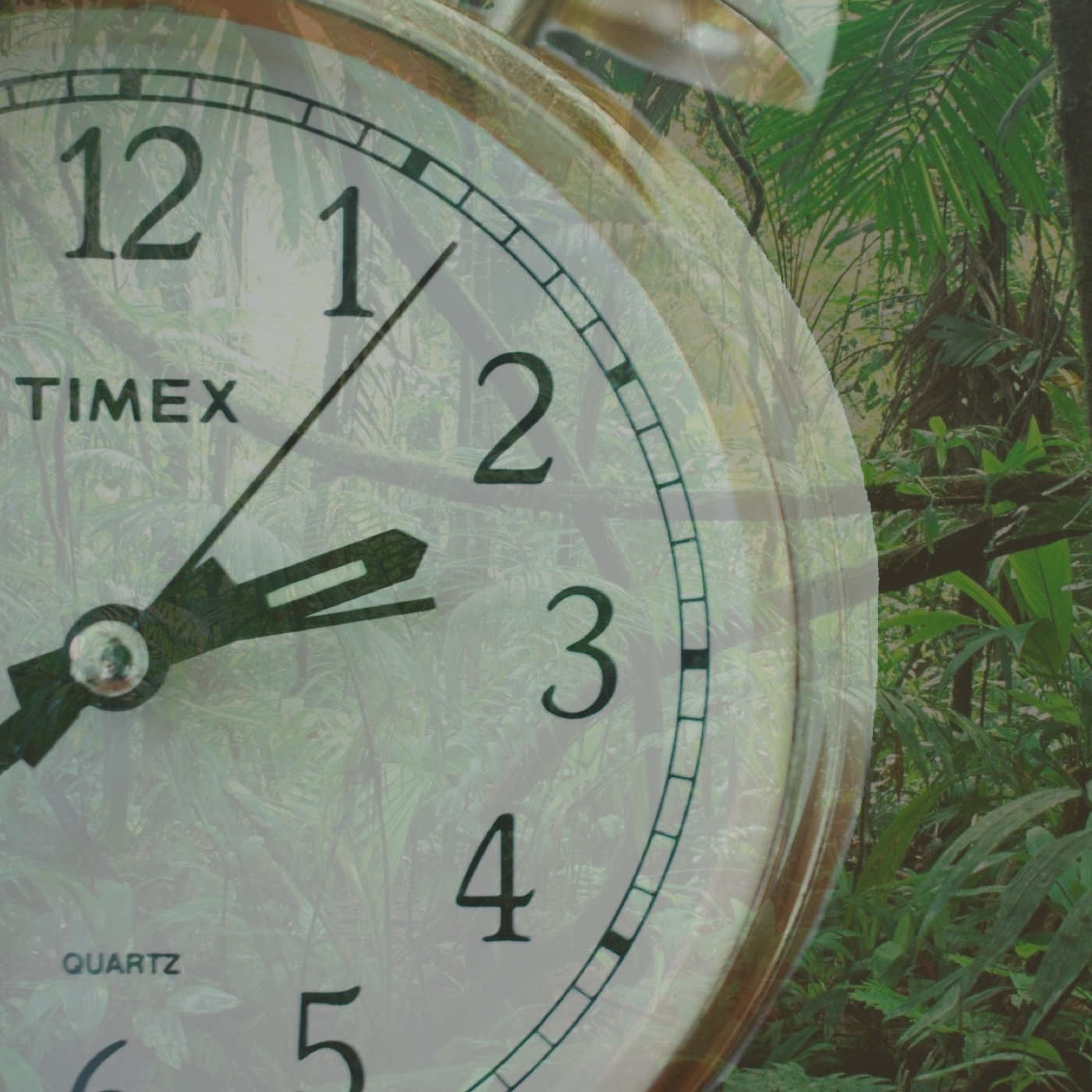 Good Morning in the Morning! – Der Podcast zum Dschungelcamp